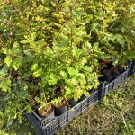 Produzione di piantine di farnia in contenitore - Foto L. Camoriano